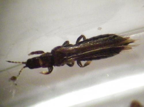 Réf. 269 769 : Limothrips cerealium